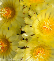 Cactus flowers.