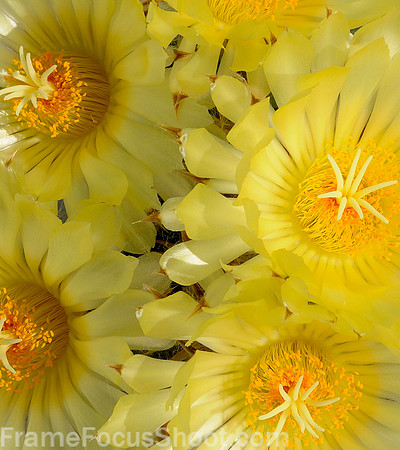 Cactus flowers.