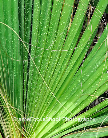 Palm Frond.