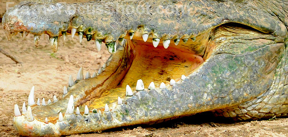 Gator smile.