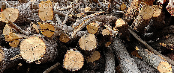 Firewood.