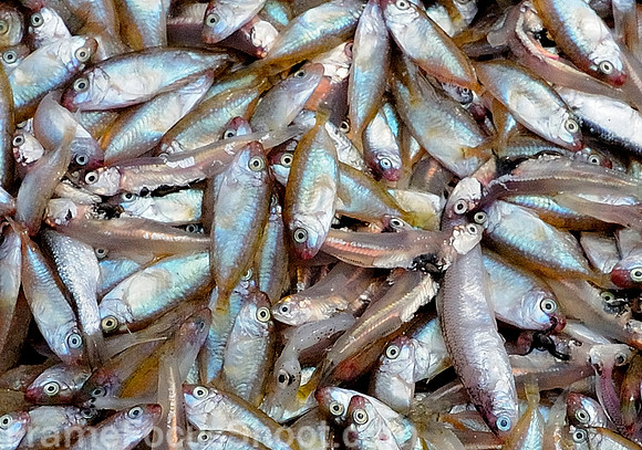 Butter fish.