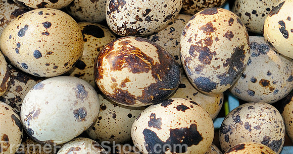 Eggs