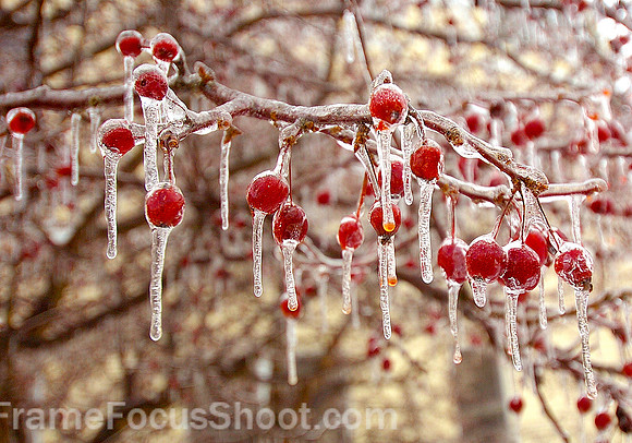 Ice berries.