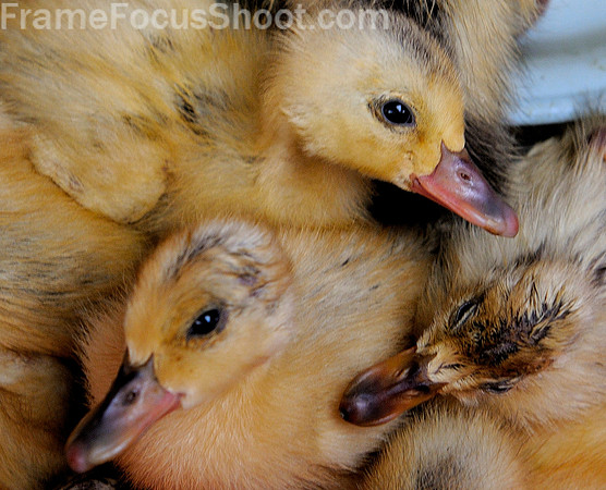 Ducklings.
