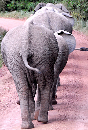Elephant walk.