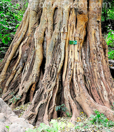 Banyan base.