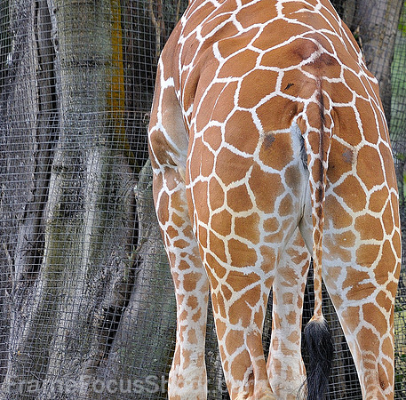 Giraffe / fence patterns.