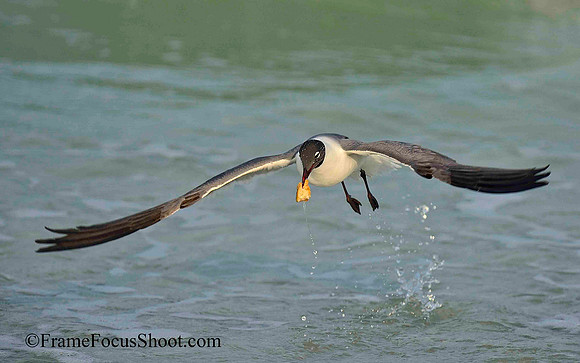 Laughing Gull with bread.