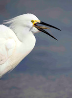 Great White Egret with crab.