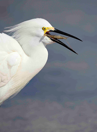Great White Egret with crab.