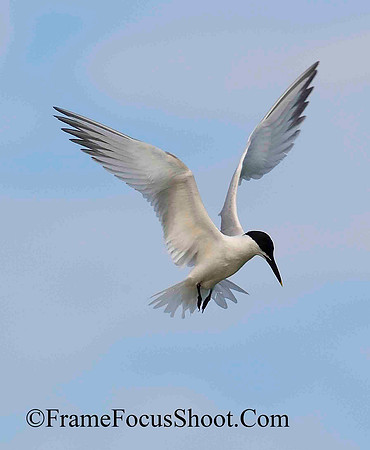 Mid-flight Sandwich Tern.