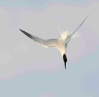 Sandwich Tern in the dive.