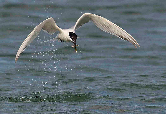 Great catch.. Sandwich Tern.