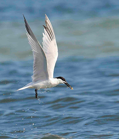 Sandwich Tern after dive.