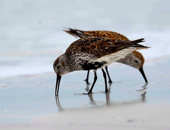 Dunlin pair.