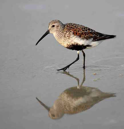 Black bellied Dunlin., breeding plumage.
