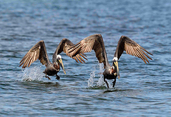 Tandem takeoff, Brown Pelicans.