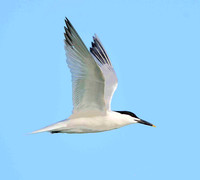 Sandwich Tern flight.