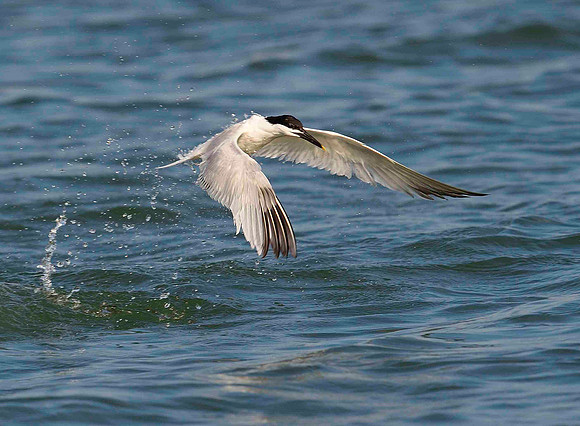 After dive, Sandwich Tern.