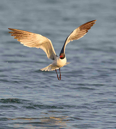 Hovering Laughing Gull.
