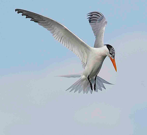 Hovering Royal Tern.