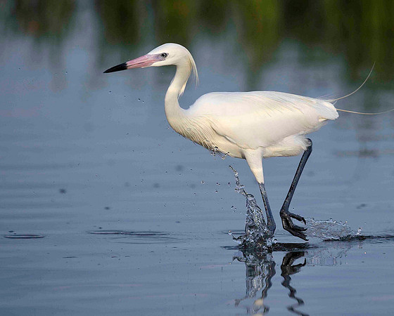Reddish Egret, White Morph..on the prowl.