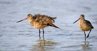 Dowitcher Pair