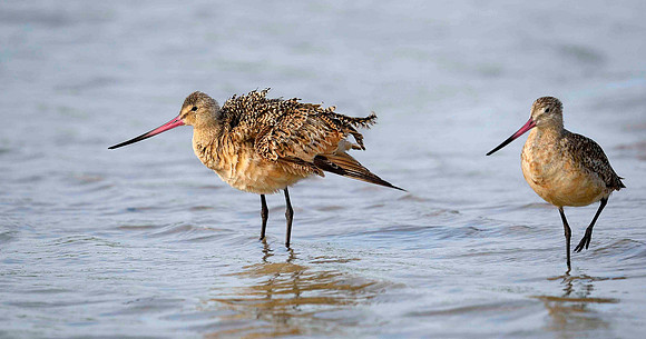 Dowitcher Pair