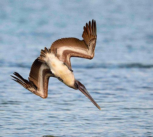 Diving Brown Pelician.