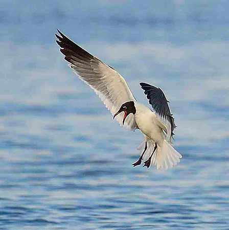 Laughing Gull hovering.