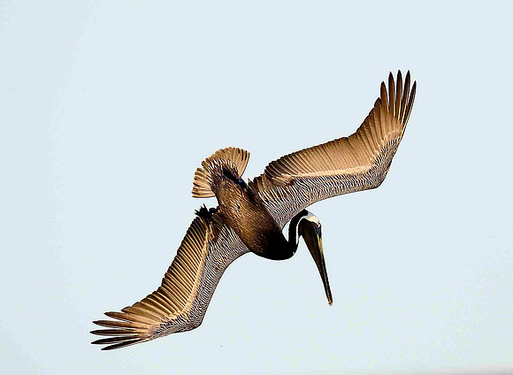 Diving Brown Pelicans.