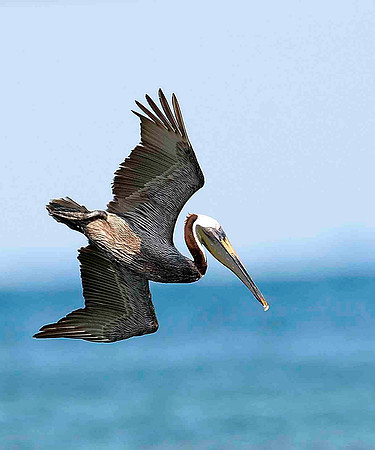 Diving Brown Pelican.