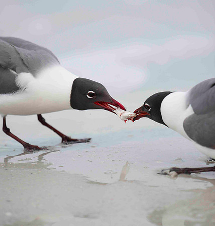 Laughing Gulls,  tug of war.
