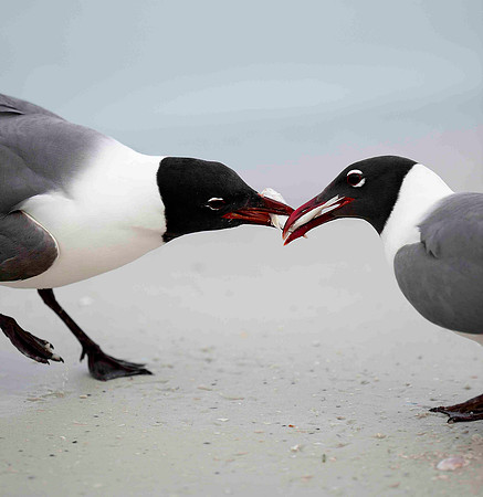 Laughing Gulls, fish fight.