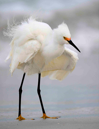 Snowy Egret shake.