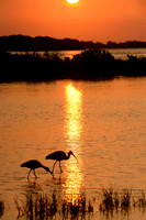 Birds of Fort De Soto Park