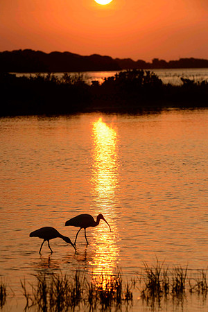Sunrise Fort De Soto.