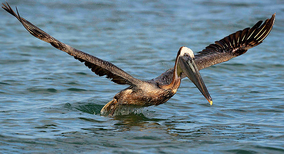 Mid-flight Brown Pelician.