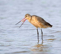 Dowitcher Feeding