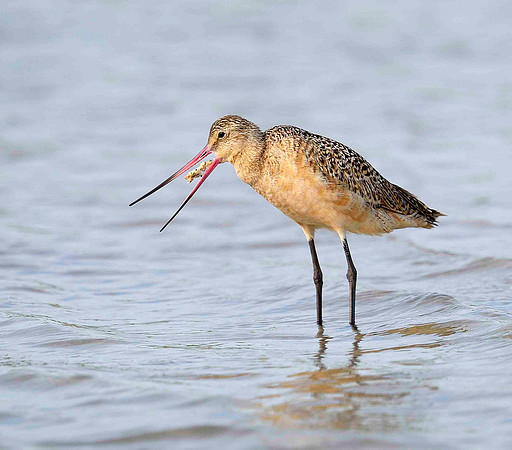 Dowitcher Feeding
