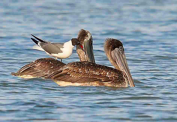 Laughing Gull & Pelicans looking for bait fish.