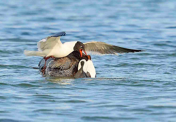 Laughing Gull & Brown Pelicans looking for bait fish.