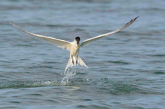 Vertical assent. Sandwich Tern.