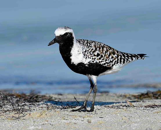 Black Bellied Plover.