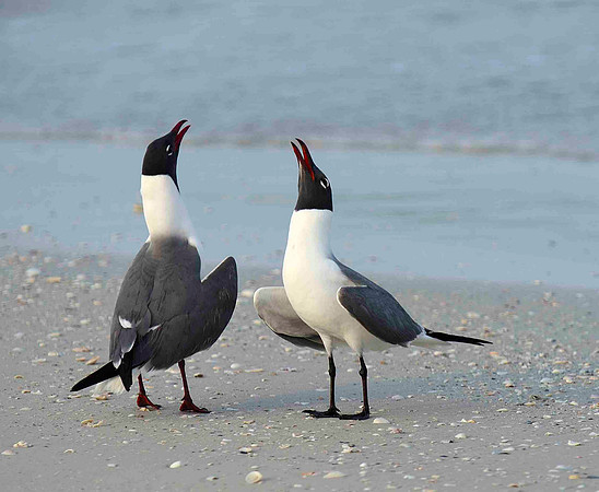 Courting , Laughing Gulls....