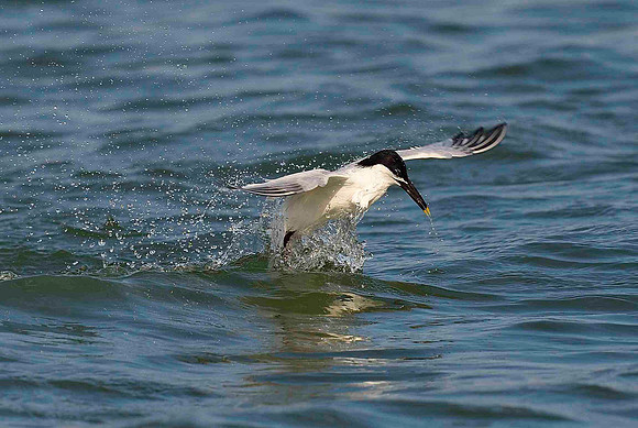 Lauch. Sandwich Tern.