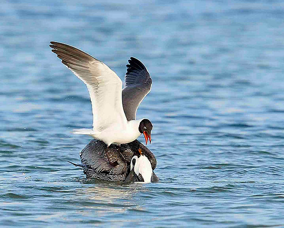 Laughing Gull and Brown Pelican looking for bait fish.