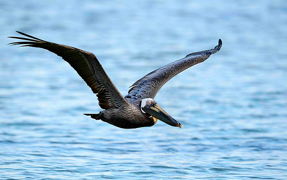 Sorting Brown Pelican .