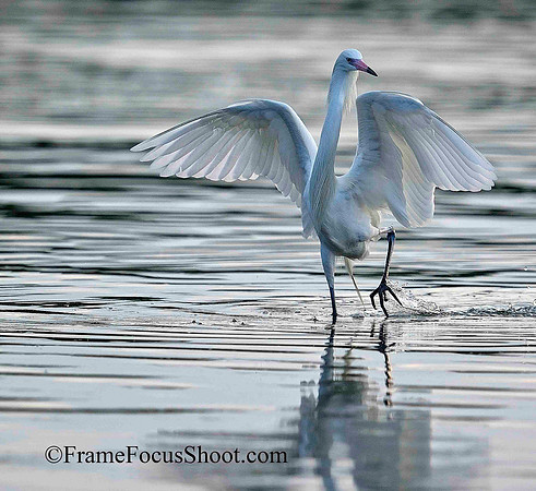 Reddish Egret , White Morph, Displaying.